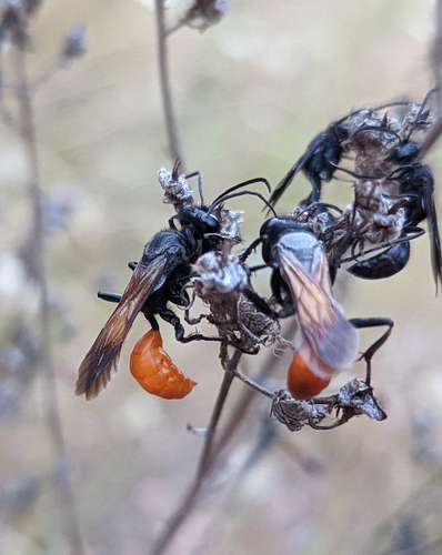 Sphex lucae photo 5