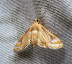 Crambidae