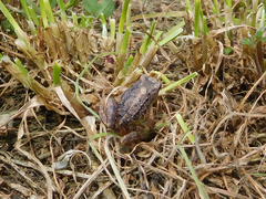 Pristimantis unistrigatus