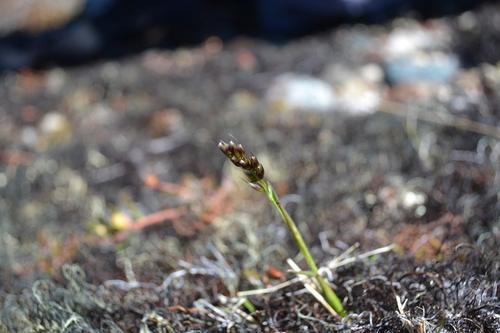 Anthoxanthum monticola ssp. alpinum