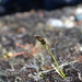 Anthoxanthum monticola alpinum - Photo (c) Sarah Bonnett, μερικά δικαιώματα διατηρούνται (CC BY-NC), uploaded by Sarah Bonnett