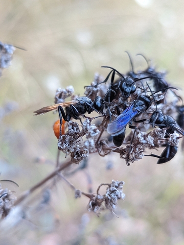 Sphex lucae
