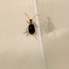 Brachinus adustipennis