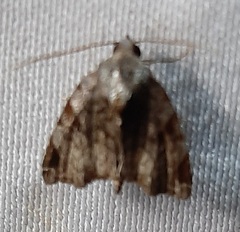 Lepidoptera