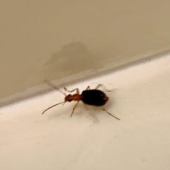 Brachinus adustipennis