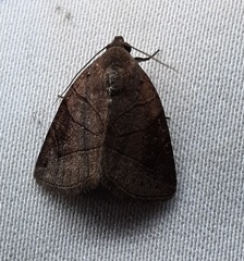 Lepidoptera