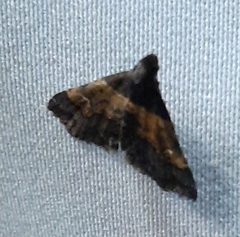 Lepidoptera