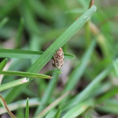 Phaecasiophora niveiguttana