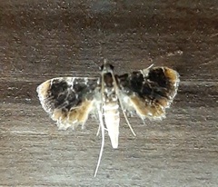 Crambidae