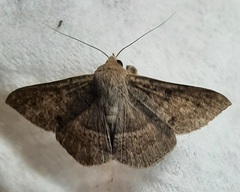 Erebidae