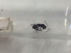 Formica subaenescens