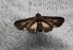 Lepidoptera
