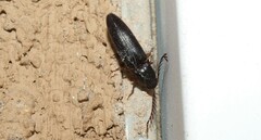 Dicrepidius corvinus