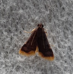 Lepidoptera