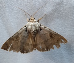 Erebinae
