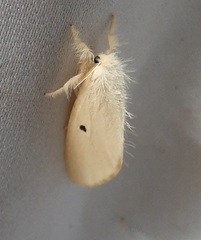 Lepidoptera