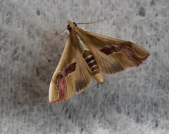 Lepidoptera