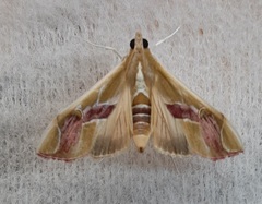 Agathodes ostentalis