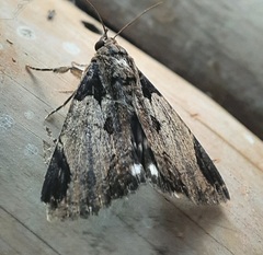 Lepidoptera