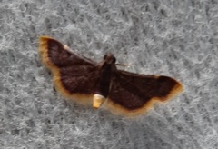 Lepidoptera
