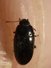 Archeocrypticus topali