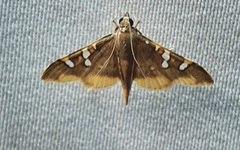 Prophantis adusta