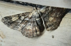 Lepidoptera