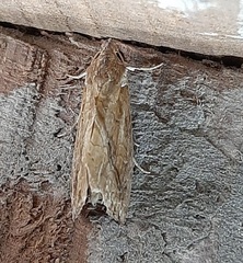 Plusiodonta coelonota