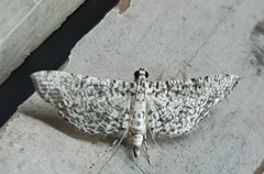 Massepha absolutalis