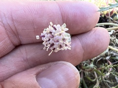 Chaenactis thompsonii