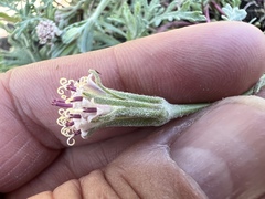 Chaenactis thompsonii