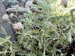 Chaenactis thompsonii