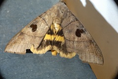 Lepidoptera