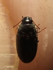 Archeocrypticus topali