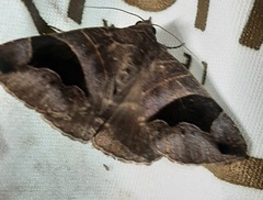 Bastilla joviana