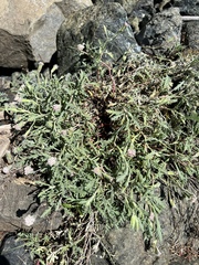 Chaenactis thompsonii