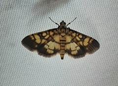Lepidoptera