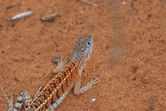 Chalarodon madagascariensis