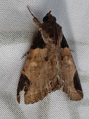 Lepidoptera