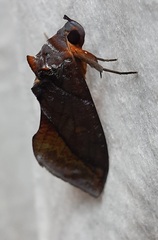 Lepidoptera