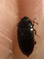 Archeocrypticus topali