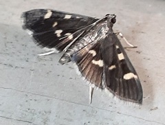 Lepidoptera