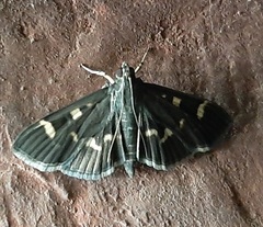Herpetogramma luctuosalis