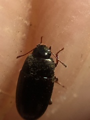 Archeocrypticus topali