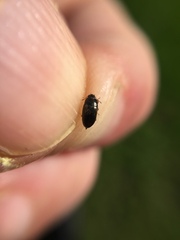 Archeocrypticus topali