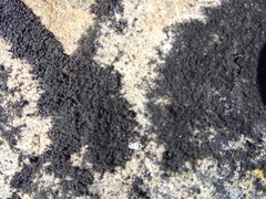 Montanelia disjuncta