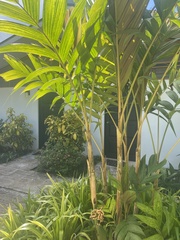 Pinanga