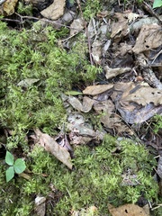 Hylocomium splendens image