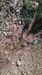 Lepidium perfoliatum