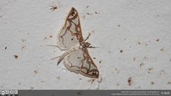 Polythlipta cerealis